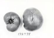 Click for 1 image(s) for this accession. FRUIT